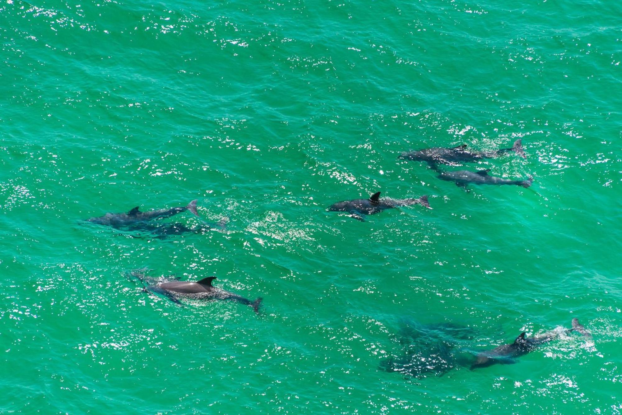 Calypso 1-2208 East Lejlighed Panama City Beach Eksteriør billede